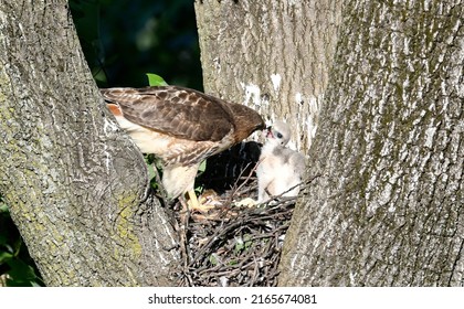 Red-tail Hawk Nest, New Jersey.