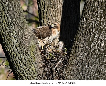 Red-tail Hawk Nest, New Jersey.