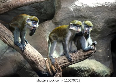 Redtail monkey, Black-cheeked White-nosed monkey, red-tailed guenon (Cercopithecus ascanius) at Moscow oceanarium