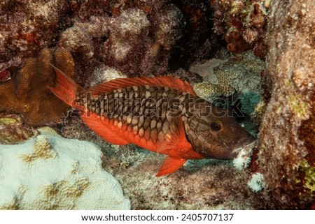 Redtail parrotfish (Sparisoma chrysopterum) in the Florida Keys