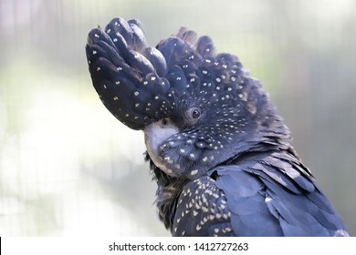 Red-tailed Black Cockatoo in Avairy