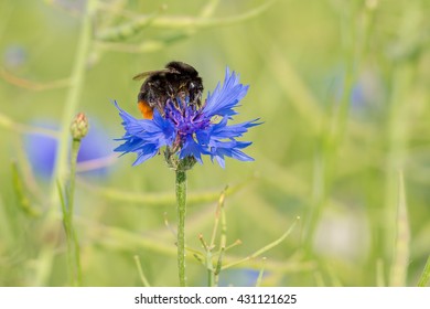 A red-tailed bumblebee (Bombus lapidarius) on a blue cornflower (Centaurea cyanus)