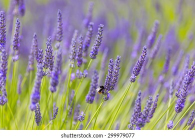 Red-tailed Bumblebee On Lavender, Cotswolds, England, UK.