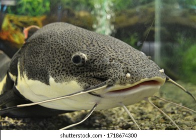 541 Red Tailed Catfish Images, Stock Photos & Vectors | Shutterstock