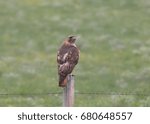 Red-tailed Hawk