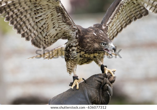 redtailed hawk sounds redtailed hawk sounds