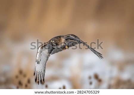 Red-tailed Hawk approaching head-on in flight over a winter meadow. Dramatic wildlife action image with wings fully extended.