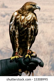 Red-tailed Hawk At The Bend Oregon High Desert Museum