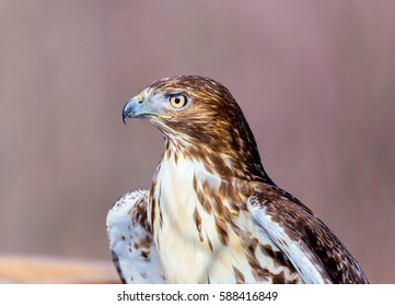 Chickenhawk Images Stock Photos Vectors Shutterstock