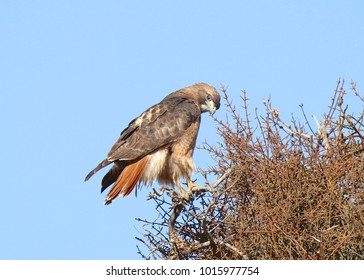 Red-tailed Hawk (buteo Jamaicensis)