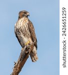 Red-tailed Hawk (Buteo jamaicensis) perched on a dead branch - Jekyll Island, Georgia