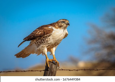 A Red-tailed Hawk (Buteo jamaicensis) perched on a pole