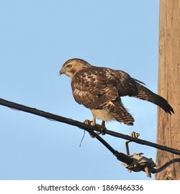 Red-tailed Hawk (buteo Jamaicensis) Perched On A Power Line