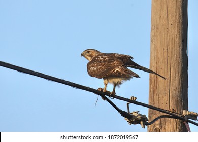 Red-tailed Hawk (buteo Jamaicensis) Perched On A Power Line