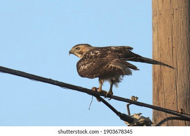 Red-tailed Hawk (buteo Jamaicensis) Perched On A Power Line