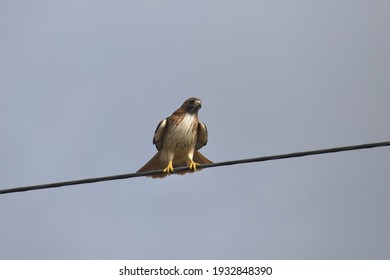 Red-tailed Hawk (buteo Jamaicensis) Perched On A Power Line