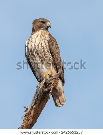 Red-tailed Hawk (Buteo jamaicensis) perched on a dead branch - Jekyll Island, Georgia