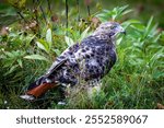 Red-tailed Hawk (Buteo Jamaicensis) in Rib Mountain State Park, Wausau, Wisconsin, horizontal