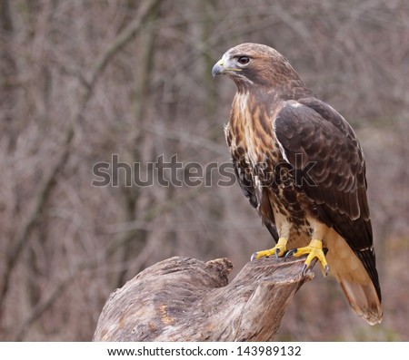 A Red-tailed hawk (Buteo jamaicensis) sitting on a stump. 