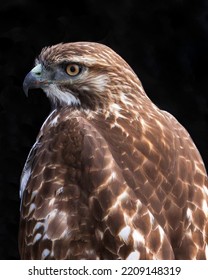 A Red-tailed Hawk Close Up