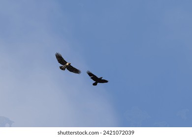 Red-Tailed Hawk and Crow Fighting While Flying Midair With Blue Sky Background Birds of Prey Soaring Protecting