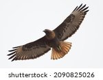 A Red-tailed Hawk (dark morph) soars overhead on a foggy day￼