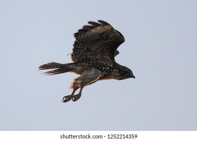 Red-tailed Hawk Diving On A Prey, Seen In The Wild In North California