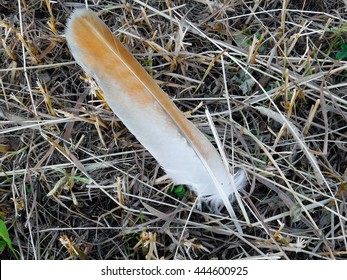 Red-Tailed Hawk Feather Laying On The Ground