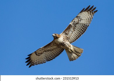  Red-tailed Hawk in flight