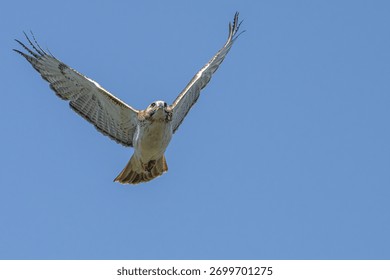 A red-tailed hawk in flight.