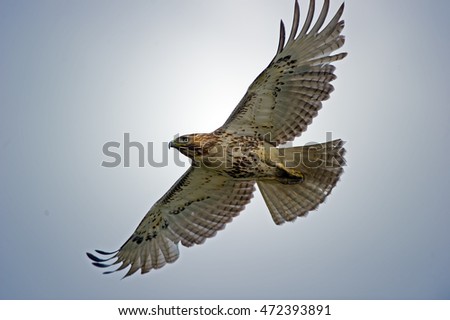 Similar – Awesome bird of prey in flight