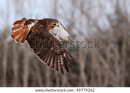 Red-Tailed Hawk in flight.