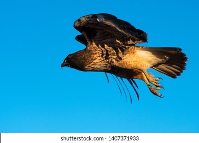 Red-tailed Hawk In Flight. Klamath Basin National Wildlife Refuge. Oregon, Merrill, Winter