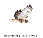 Red-tailed Hawk in flight in winter