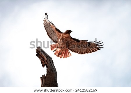 A red-tailed hawk flying from a bare tree branch, with a cloudy sky in the background