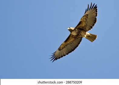 Red-Tailed Hawk Flying in a Blue Sky
