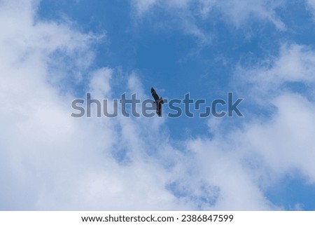 A red-tailed hawk flying in the cloudy blue sky.