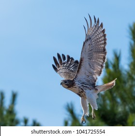 Red-tailed Hawk Flying to the left