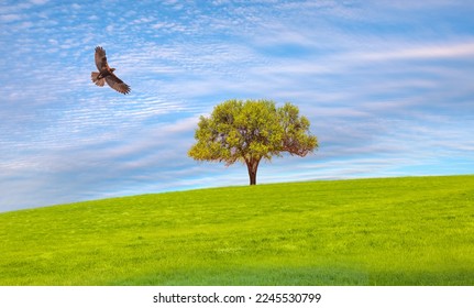 Red-tailed Hawk flying over green grass field with lone tree - Shutterstock ID 2245530799