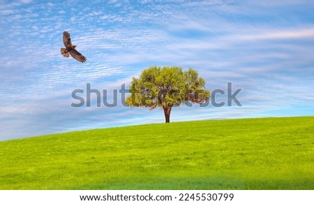 Red-tailed Hawk flying over green grass field with lone tree