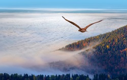 Red-tailed Hawk Flying Over The Mountains With Sky Background