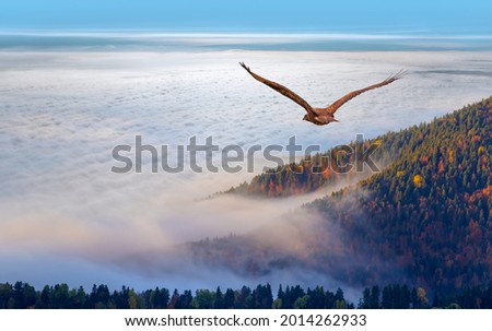 Red-tailed Hawk flying over the mountains with sky background