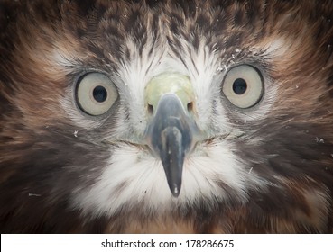 The Red-Tailed Hawk gives an intense stare into the camera as it is always curious.
