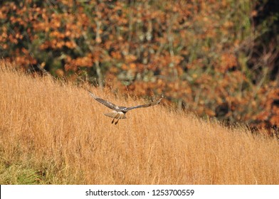 Redtailed hawk hunting