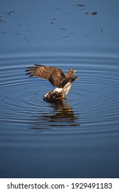 Red-tailed Hawk hunting at the San Joaquin Marsh 