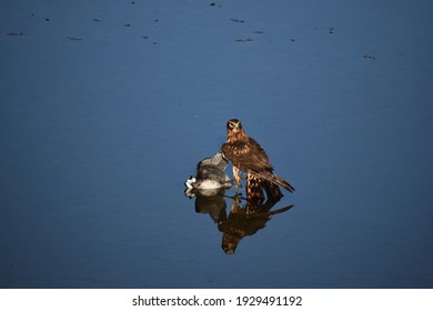 Red-tailed Hawk hunting at the San Joaquin Marsh 