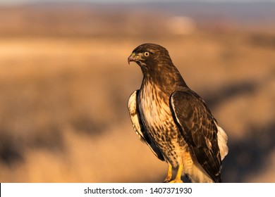 Red-tailed Hawk. Klamath Basin National Wildlife Refuge. Oregon, Merrill, Winter