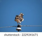 Red-tailed hawk looking back at camera while perched on a power pole insulator. Cloudless blue sky is in the background. Photographed from below with copy space.