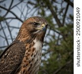 The Red-tailed Hawk is a majestic bird of prey known for its striking appearance and powerful flight. With its broad wings, strong talons, and distinctive reddish-brown tail feathers, this hawk.