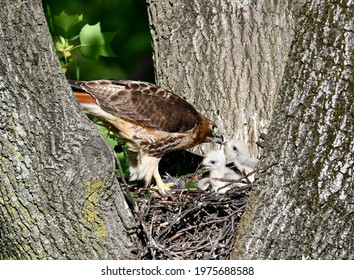 Red-tailed Hawk Nest (Buteo Jamaicensis), New Jersey